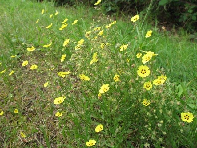 Hélianthèmes à gouttes   Tuberaria guttata
